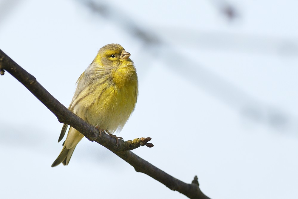 Serin cini mâle.