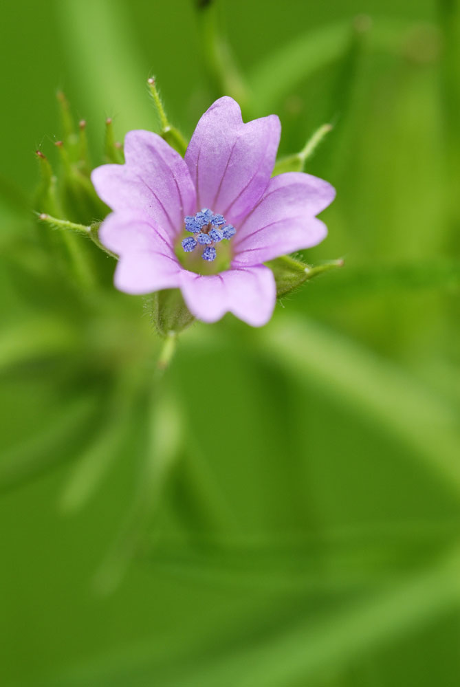 Géranium molle