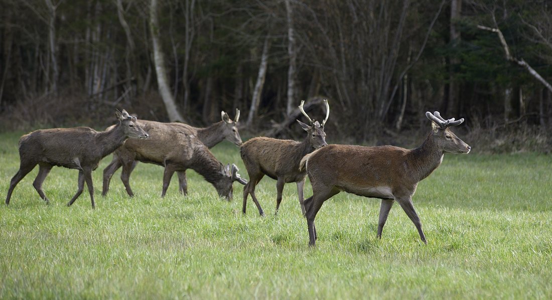 Groupe de cerfs à différents stades de développement des bois..