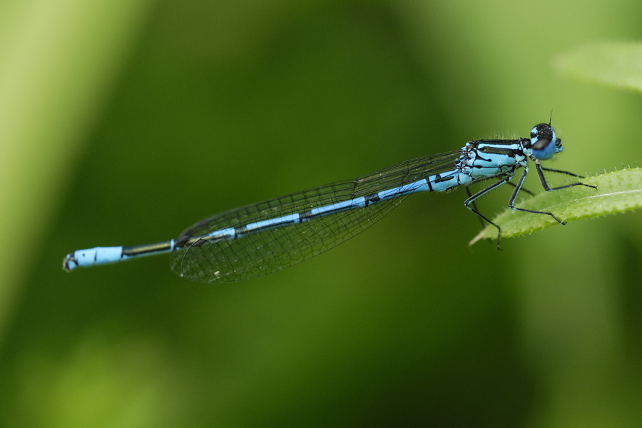 Agrion jouvencelle (mâle).