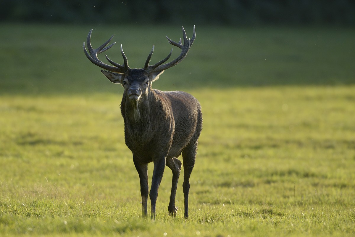 Grand cerf.