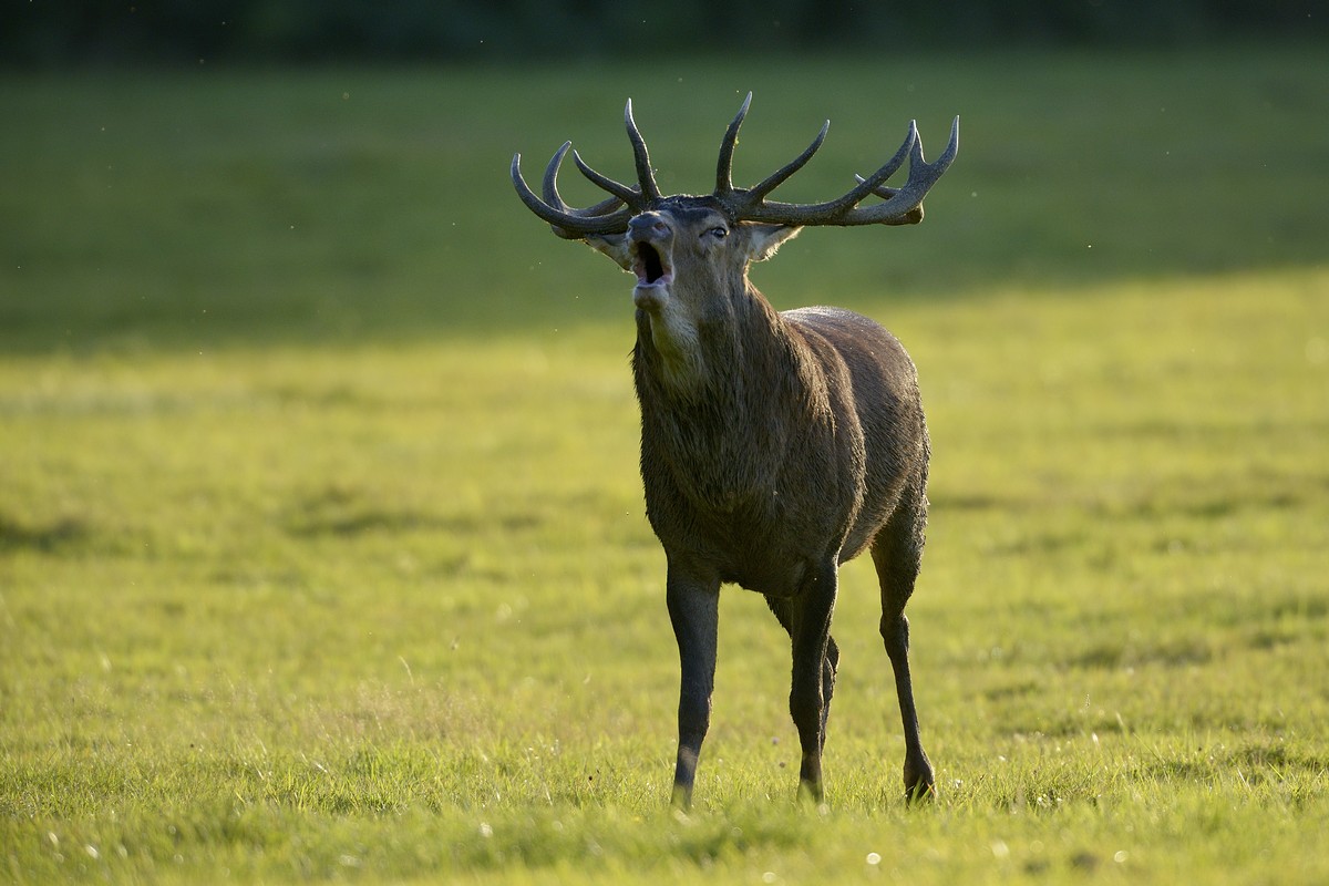 Cerf au brame.