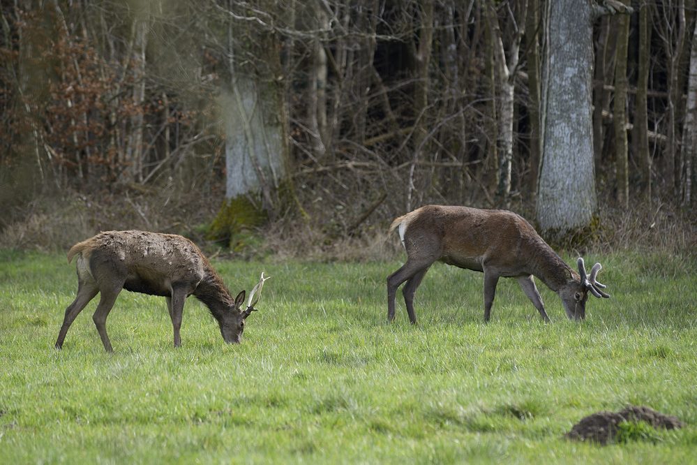 Cerf en velours et daguet.