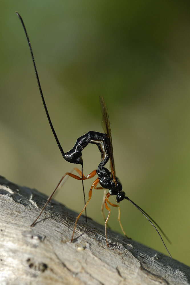 Ichneumon