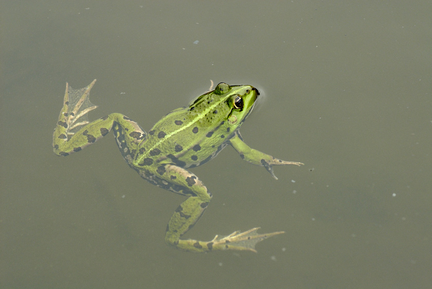 Grenouille verte