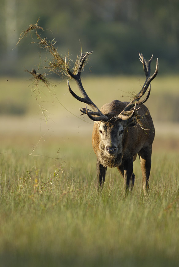 Grand cerf au brame