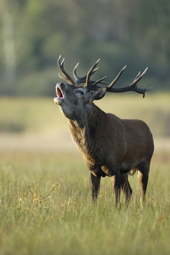 Cerf au brame.