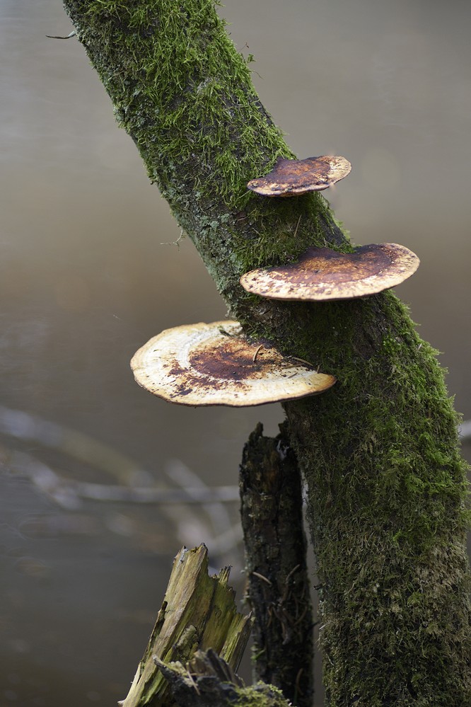 Champignons parasite.