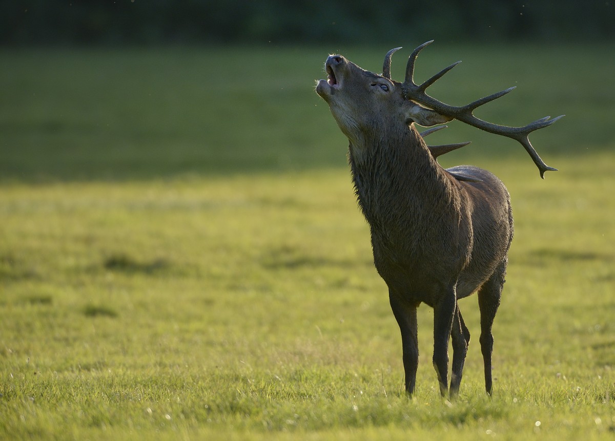 Cerf au brame.