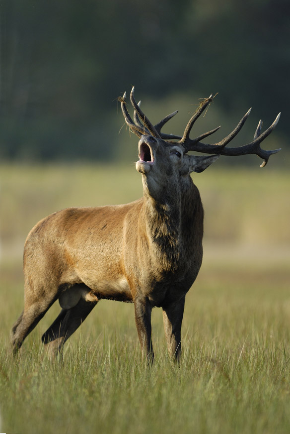 Grand cerf au brame