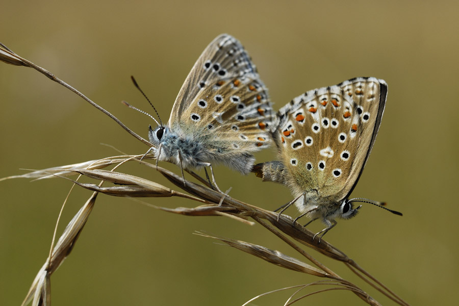 Argus bleu céleste (couple)