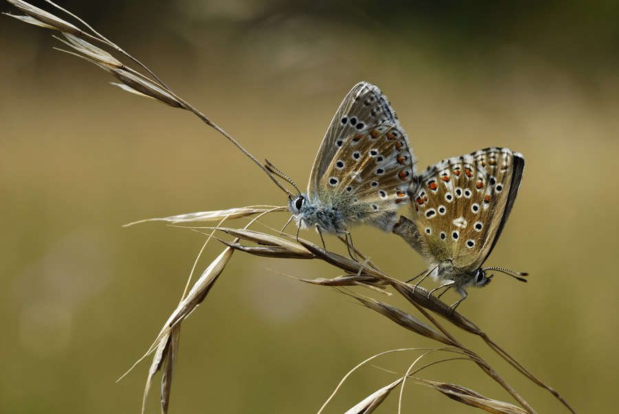 Argus bleu céleste (couple)