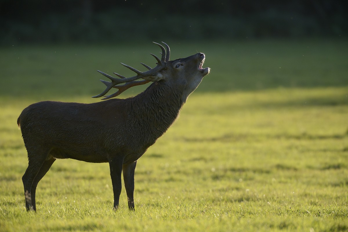 Cerf au brame.