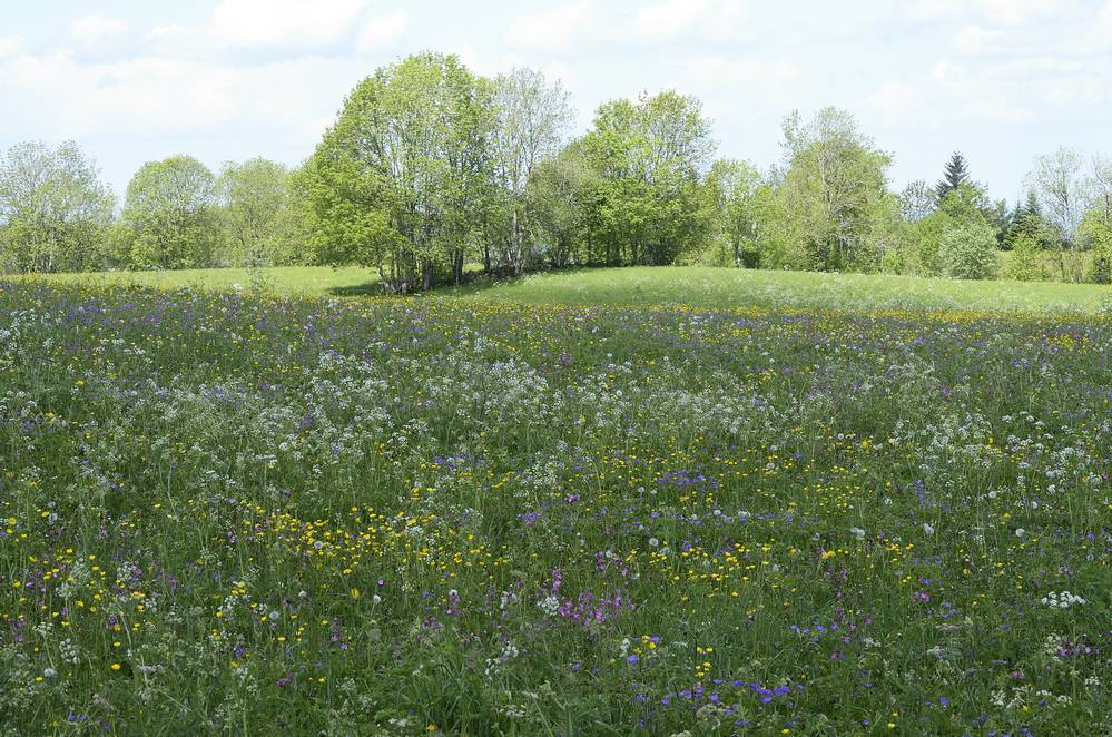 Prairie fleurie