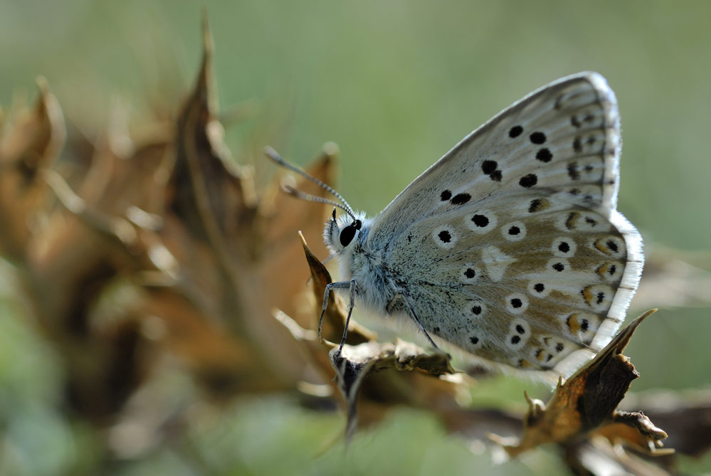 Argus bleu céleste (femelle)