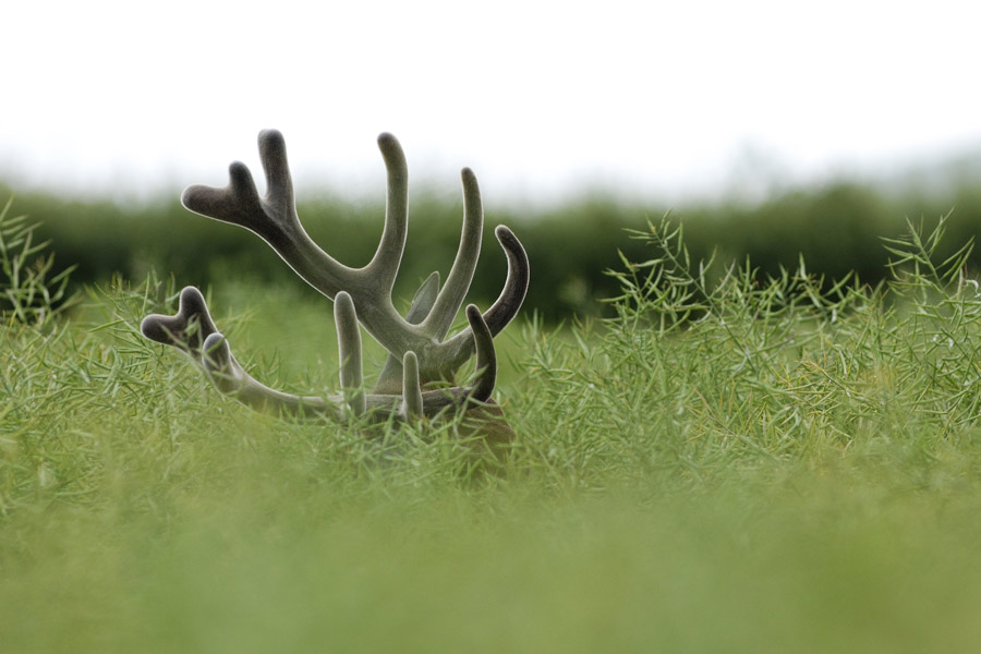 Cerf en velours dans une culture.