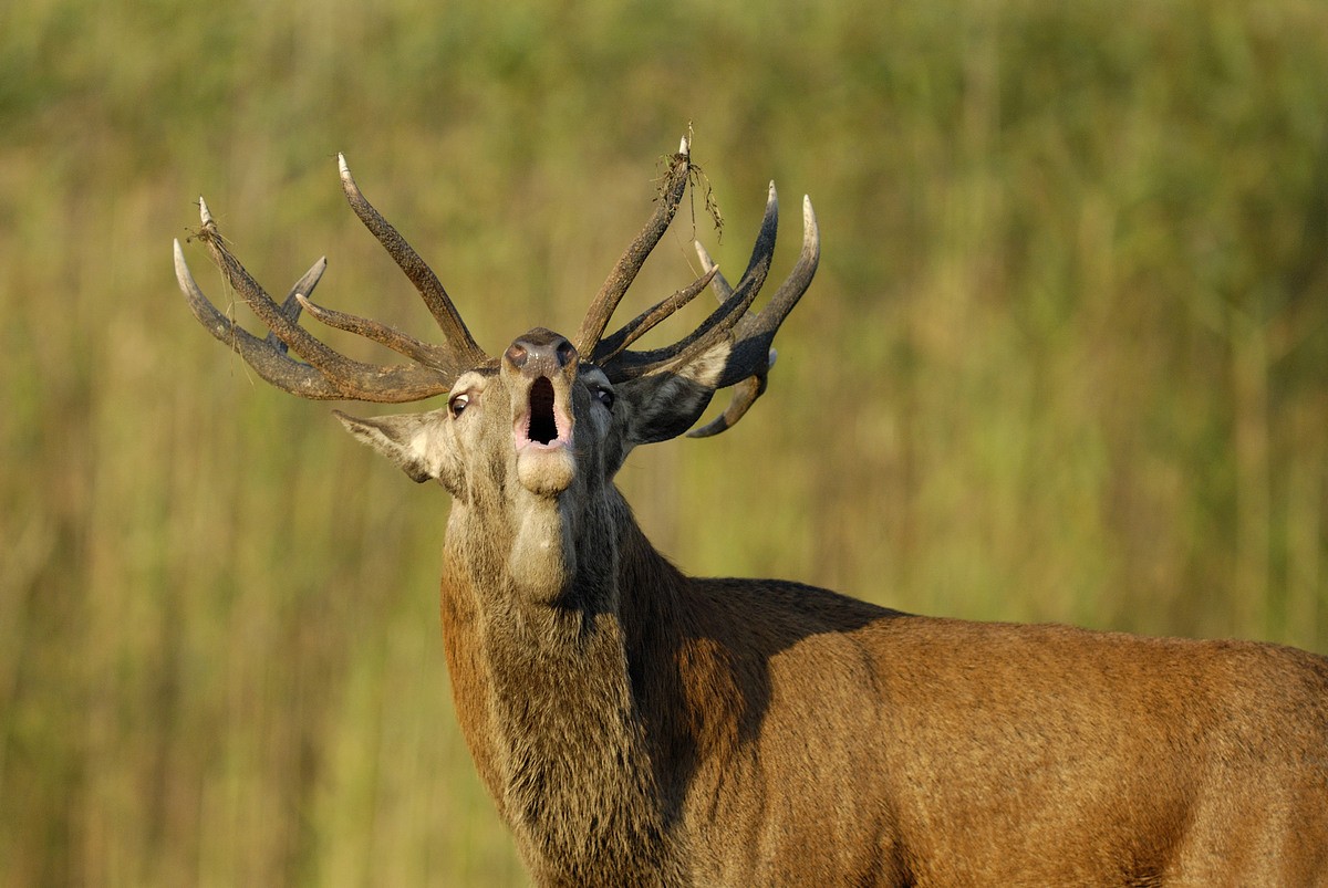 Cerf au brame.