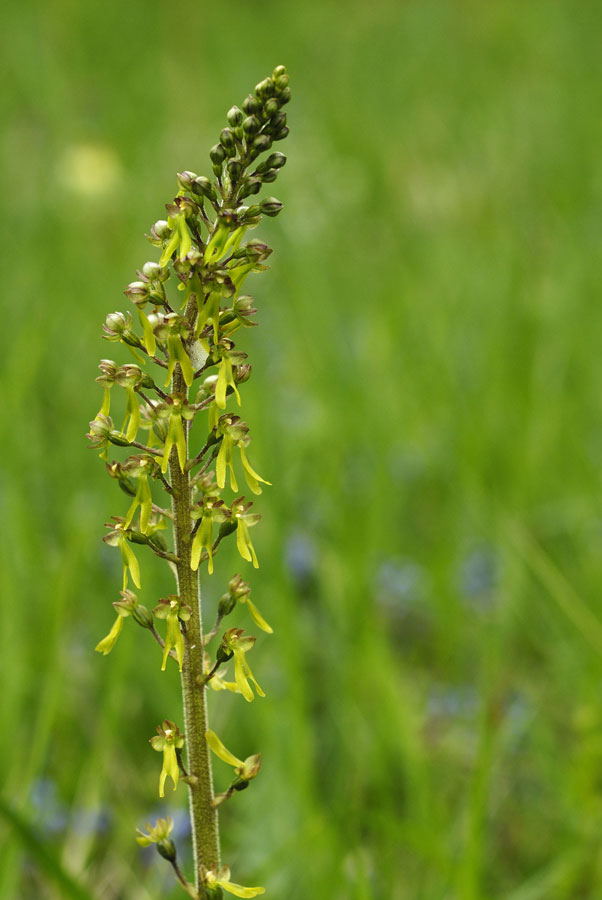 Orchidée sauvage ( listera ovata)