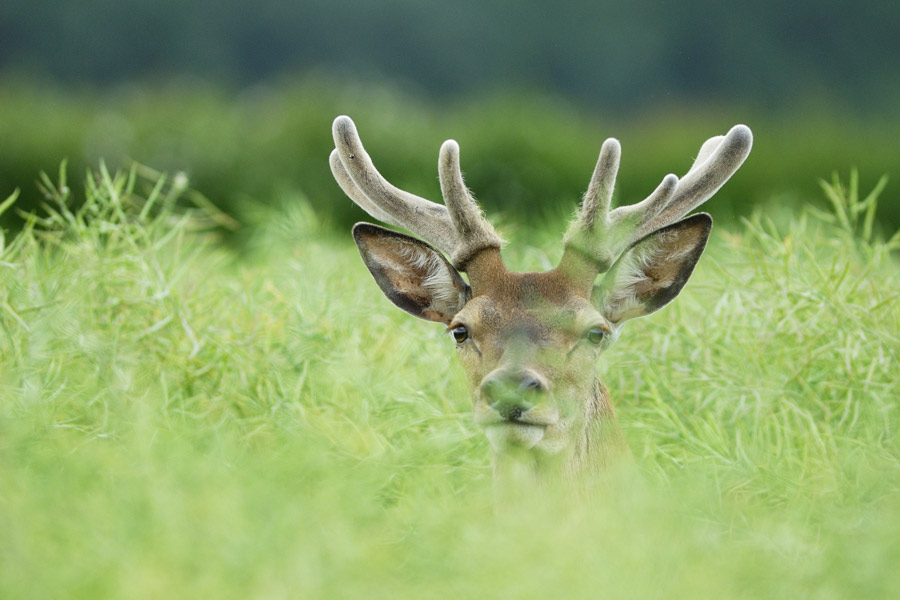 Cerf en velours dans une culture.