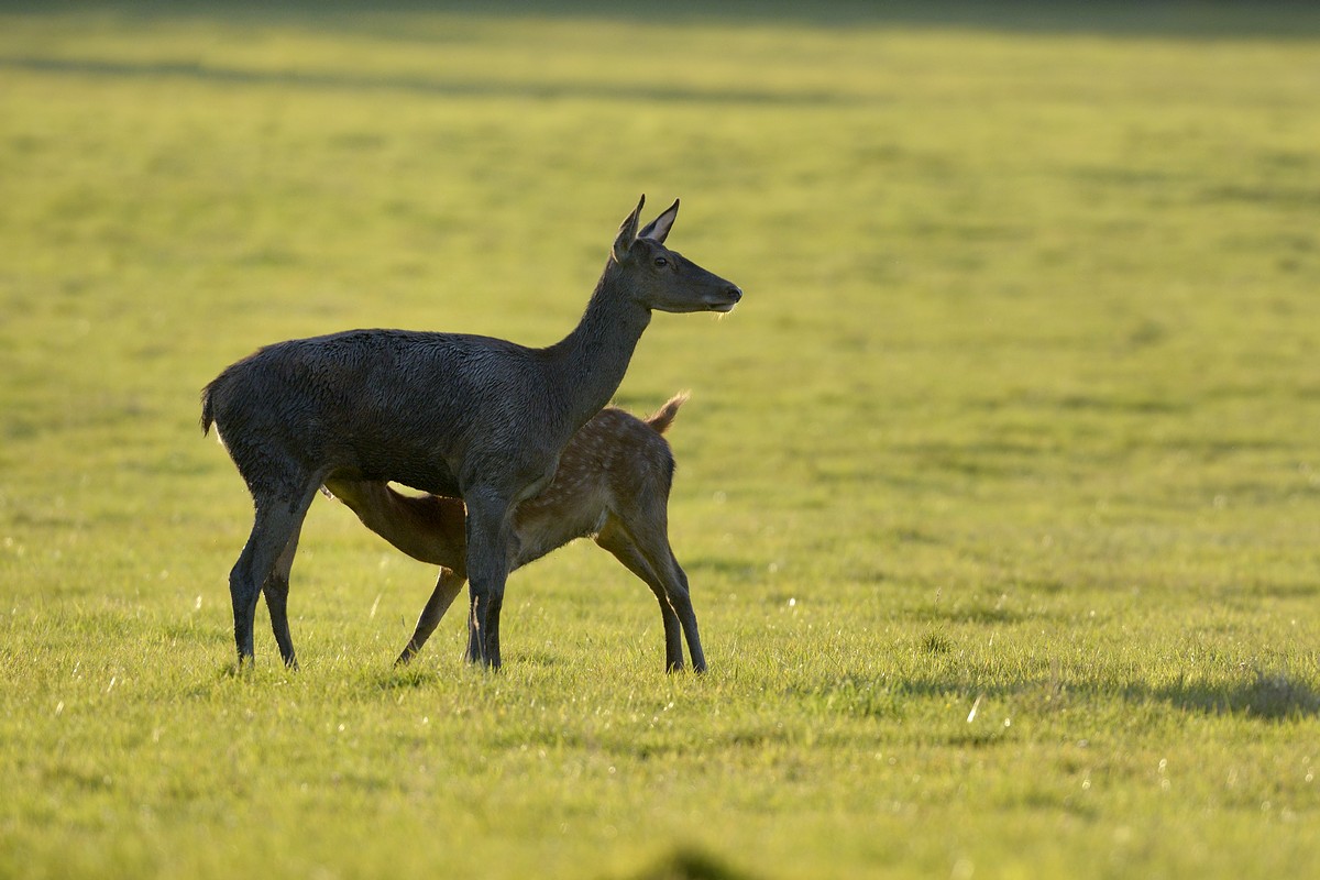 Biche et faon.