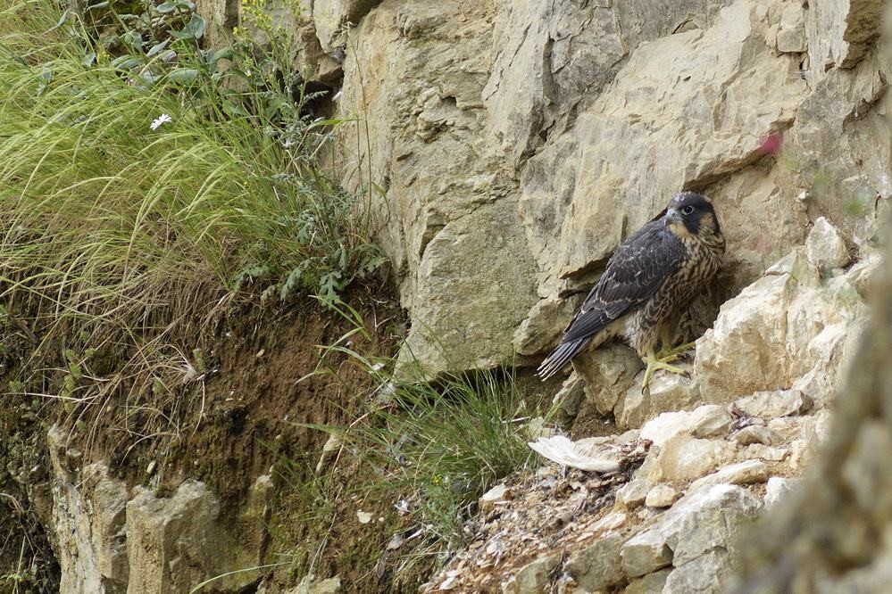 Juvénile sur l'aire.