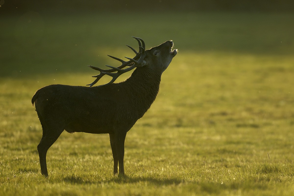 Cerf au brame.