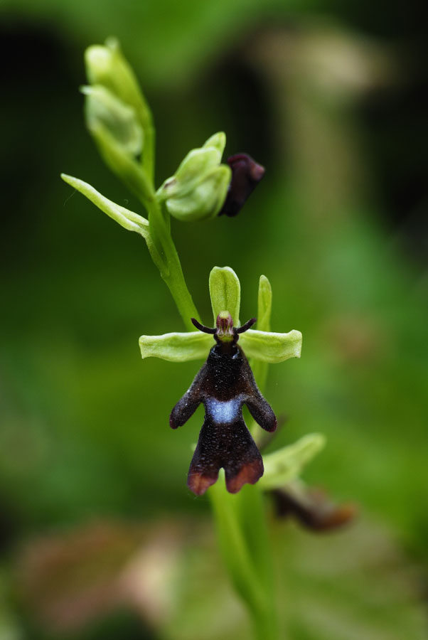 Orchidée sauvage ( ophrys insectifera )