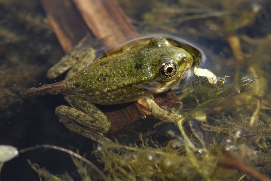 Grenouille verte ( à l'émergence )