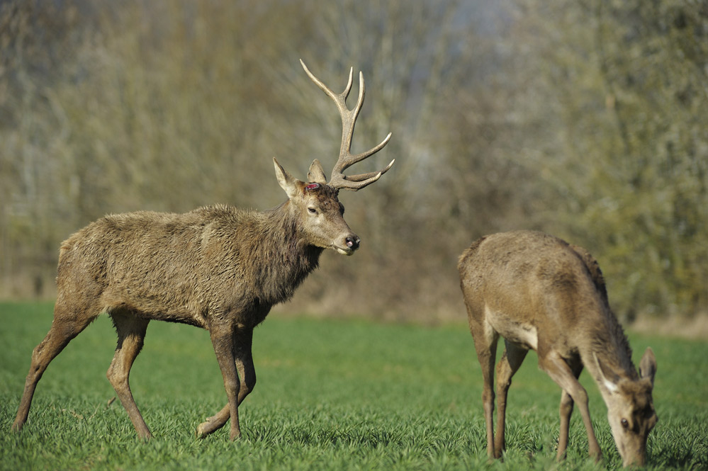 Cerf ayant perdu un bois.