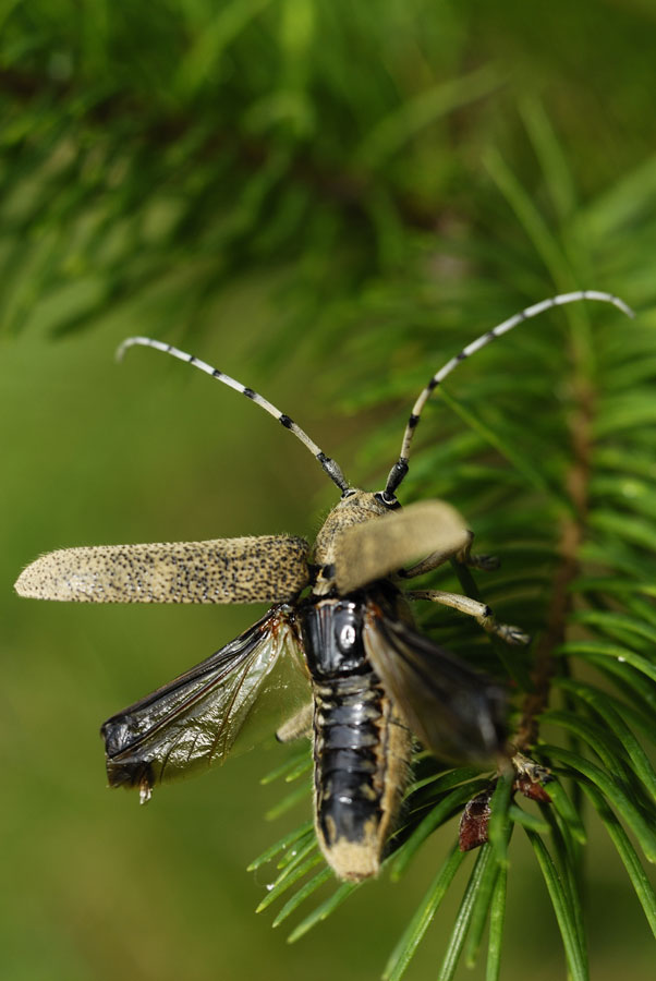 Longicorne du peuplier ( Anaerea carcharias )