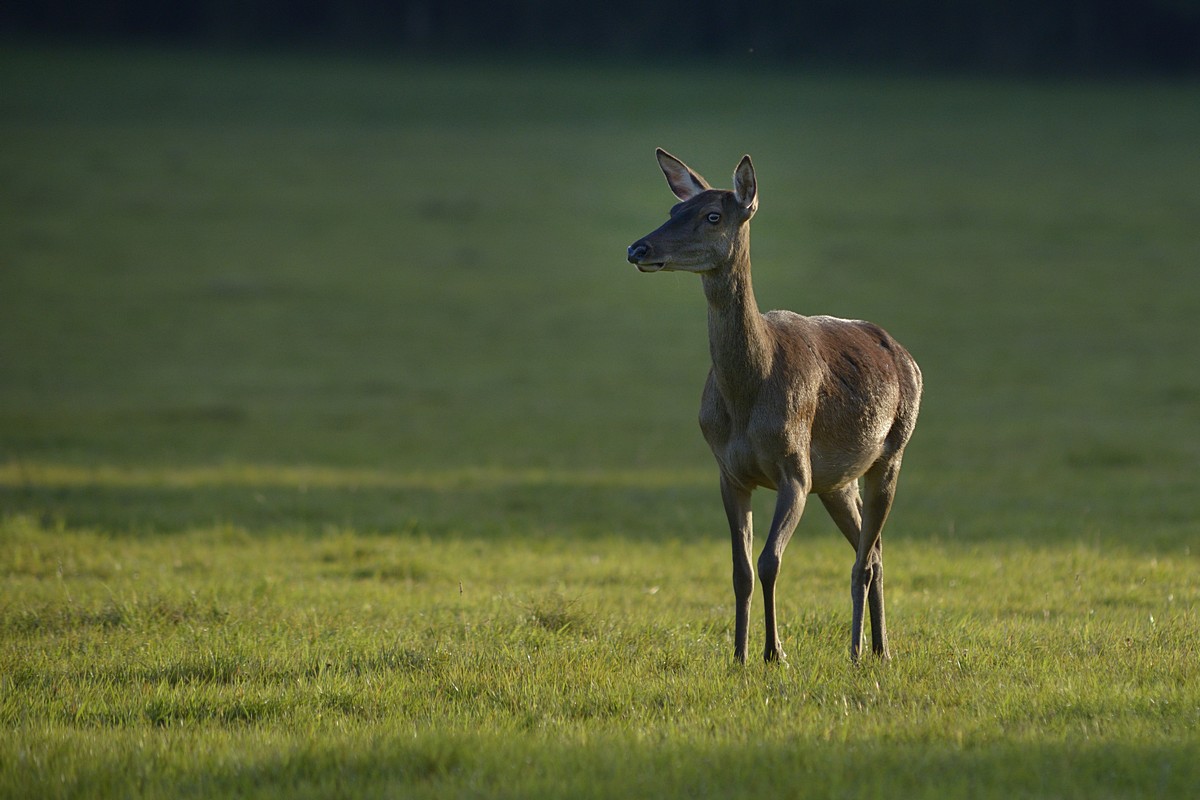 Biche.