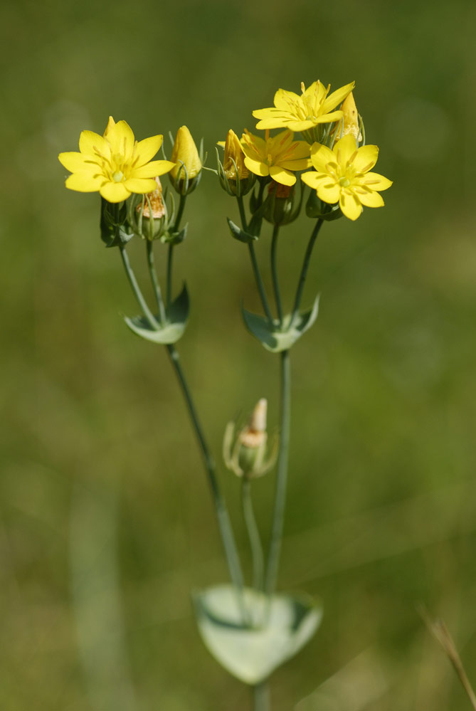 Gentiane blackstonia