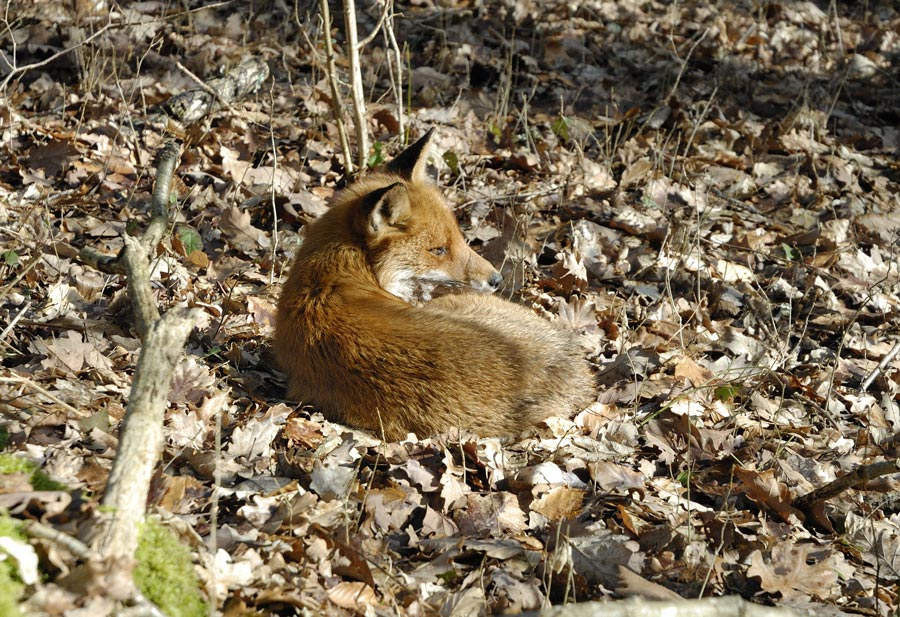 Renard au repos