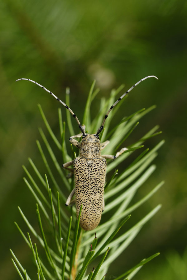 Longicorne du peuplier ( Anaerea carcharias )