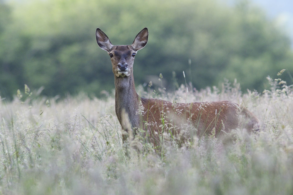 Biche