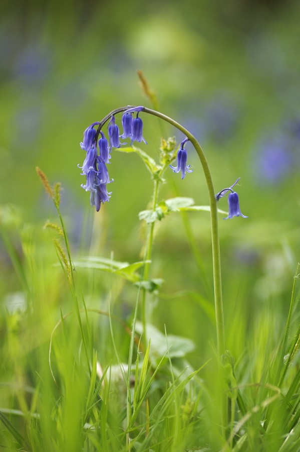 Jacinthe des bois