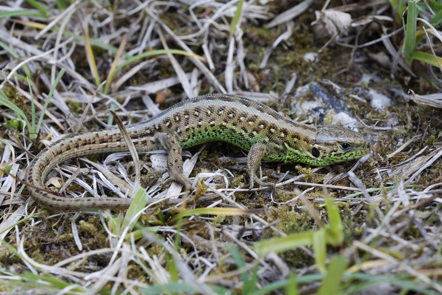 Lézard des souches (mâle )