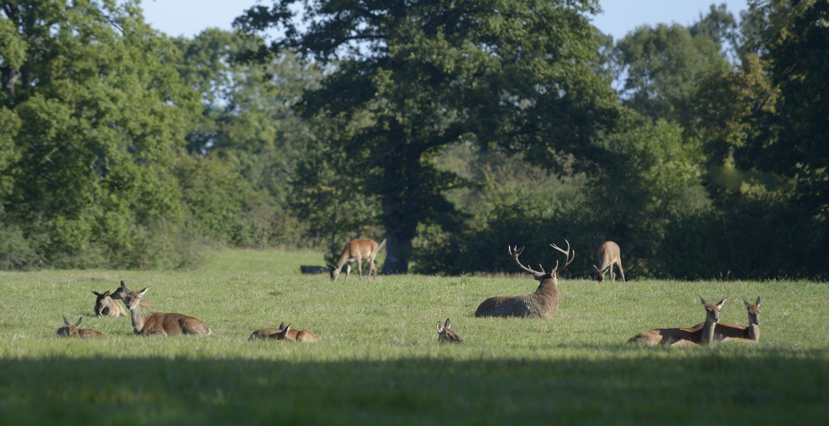 Cerf et son harpail.