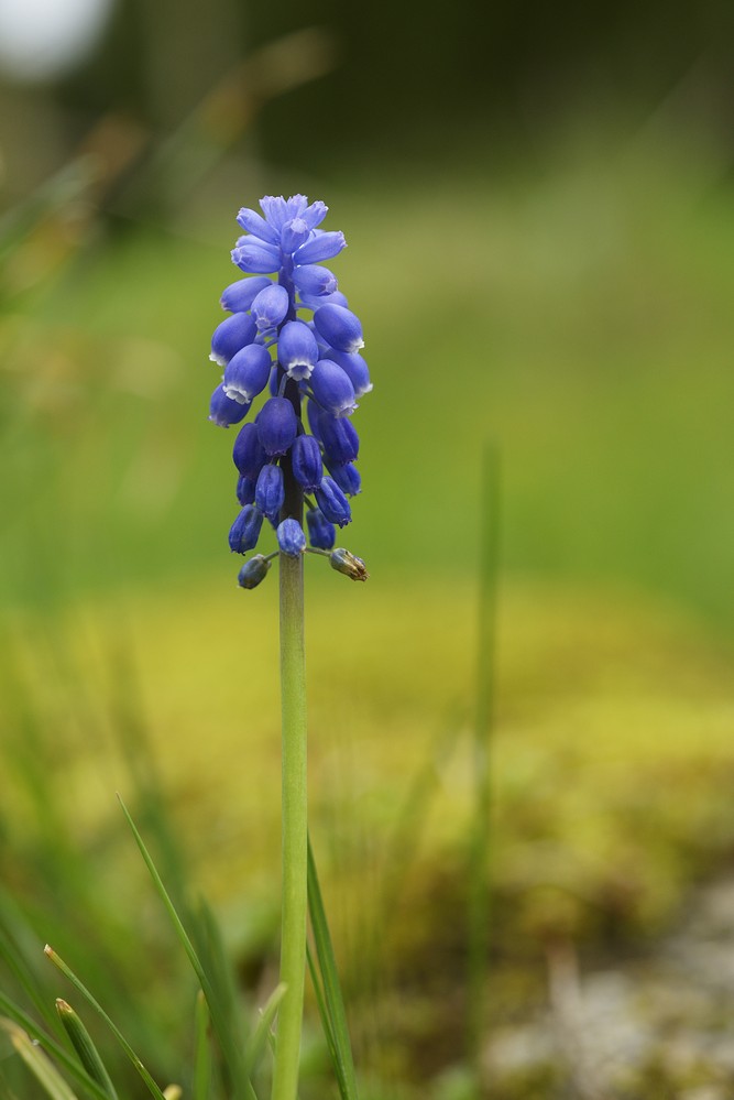 Muscari