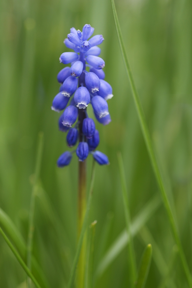 Muscari