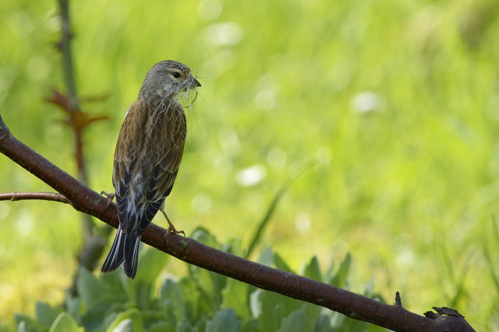 Linotte mélodieuse transportant des matériaux pour son nid