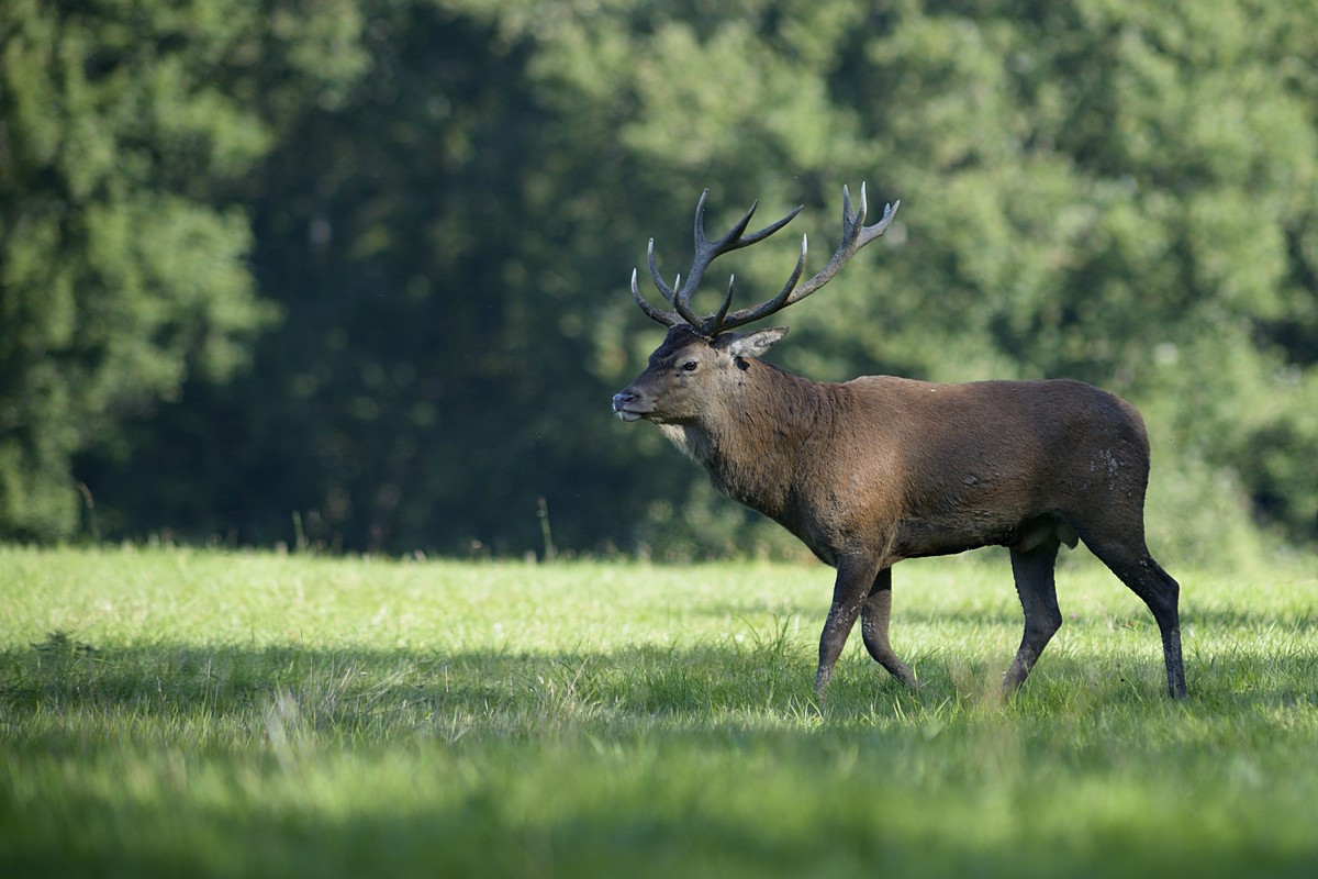 Grand cerf.