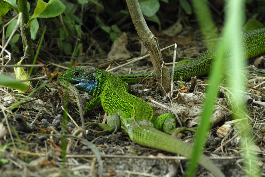 Lézard vert ( parade d' accouplement )