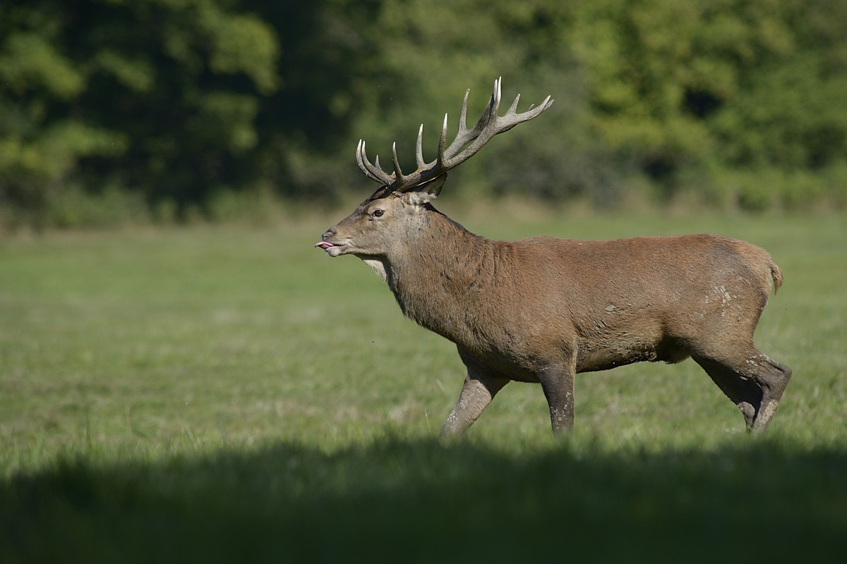 Grand cerf.