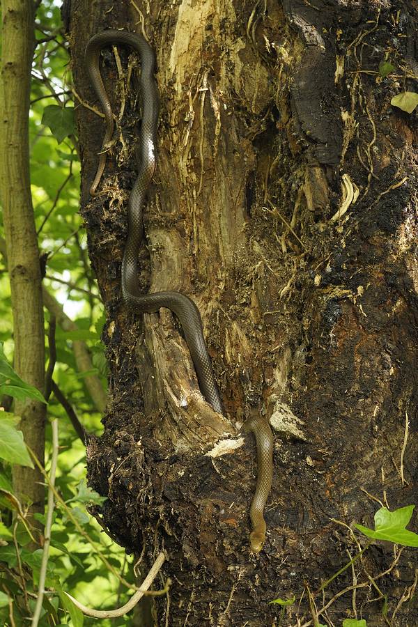 Couleuvre d'esculape en chasse