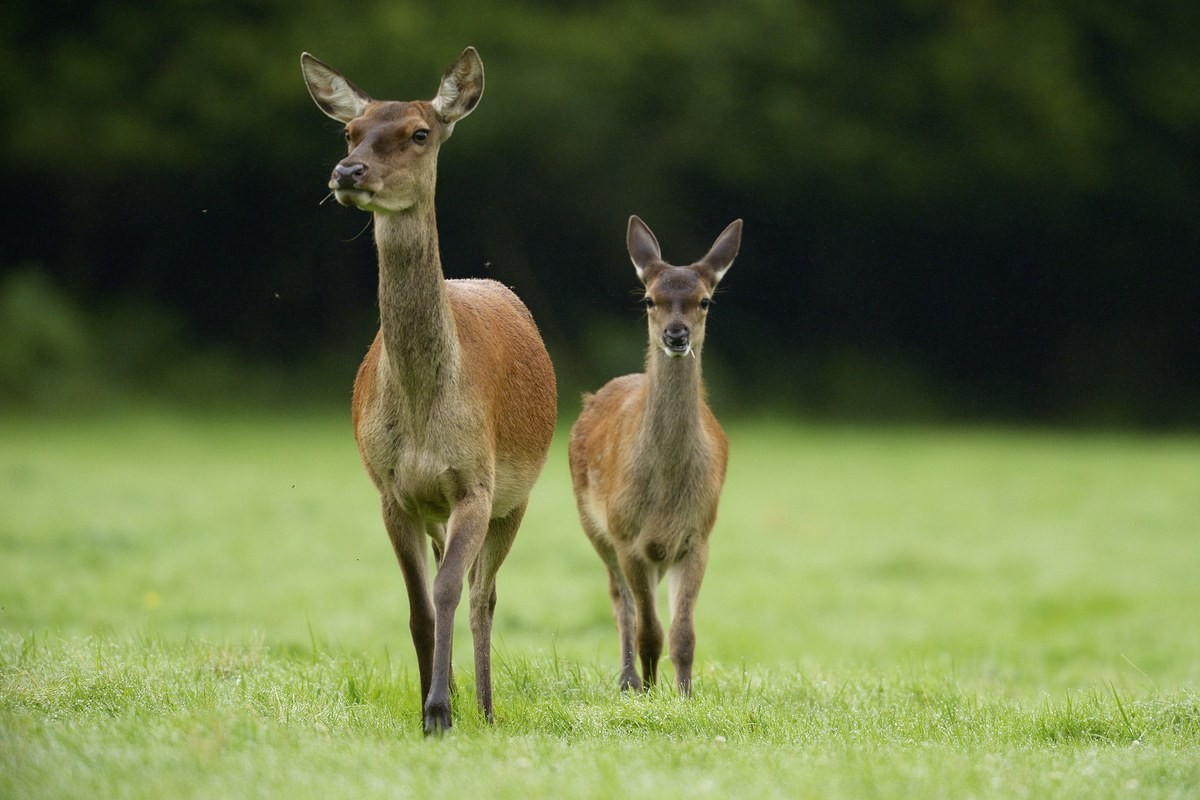 Biche et son faon.