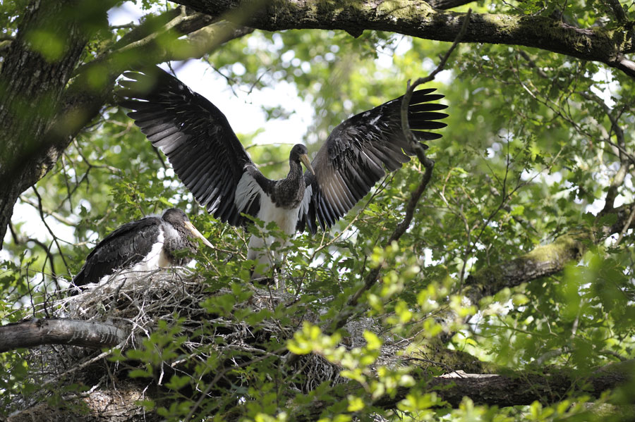 cigogne noire ( jeunes au nid)