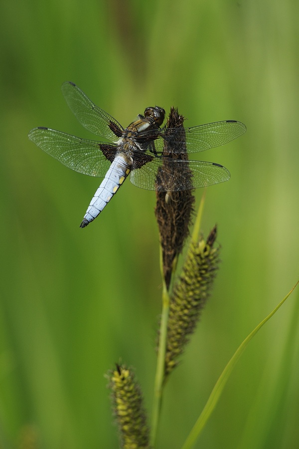 Libellule déprimée