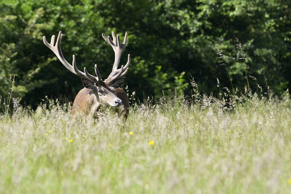 Cerf élaphe (en velours)