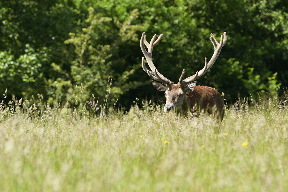 Cerf élaphe (en velours)